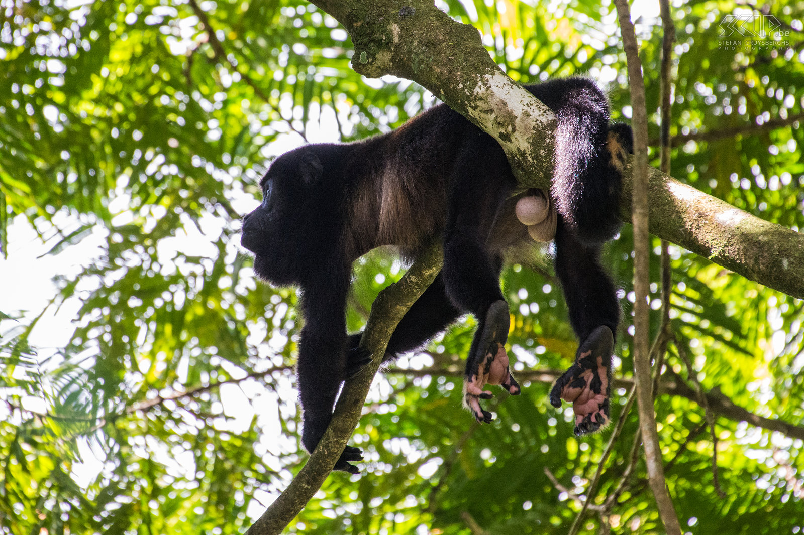 La Selva - Mantled howler monkey (alouatta palliata) Stefan Cruysberghs